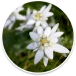 Albaspine