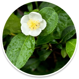 Camellia Sinensis
