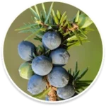 Conifer Berry