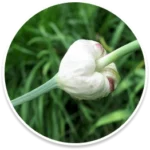 Lasuna Bulb
