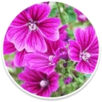 Mallow Flower
