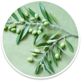 Elaion Tree Leaf Extract