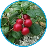 Arctic Lingonberry