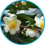Camellia Sinensis (2)